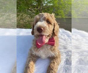 Goldendoodle-Poodle (Standard) Mix Puppy for sale in KISSIMMEE, FL, USA