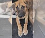 Small #1 Mutt