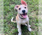 Small American Pit Bull Terrier Mix