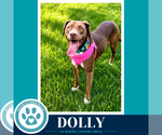 Small #8 American Staffordshire Terrier-Labrador Retriever Mix