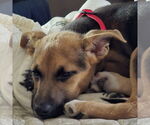 Small #10 Mutt