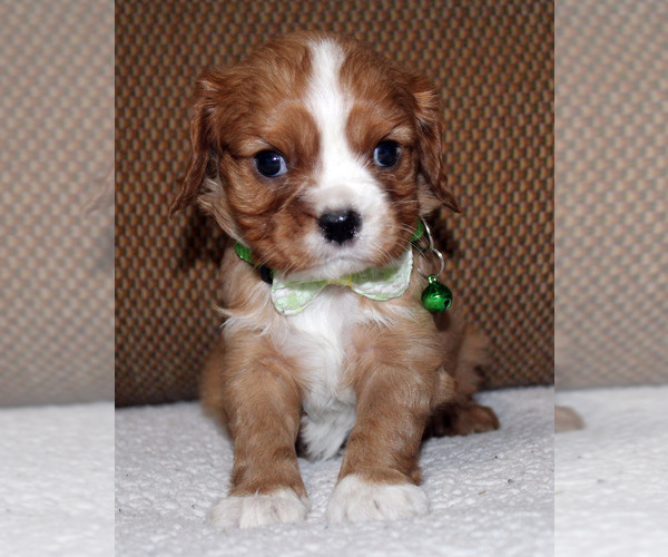 Medium Photo #10 Cavalier King Charles Spaniel Puppy For Sale in SPRING HILL, FL, USA