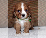 Small #9 Cavalier King Charles Spaniel
