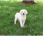 Small #3 Golden Retriever