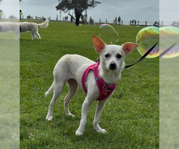Medium Photo #4 Chihuahua-Unknown Mix Puppy For Sale in San Diego, CA, USA