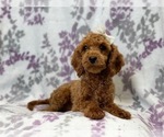 Small Photo #3 Cavapoo Puppy For Sale in LAKELAND, FL, USA