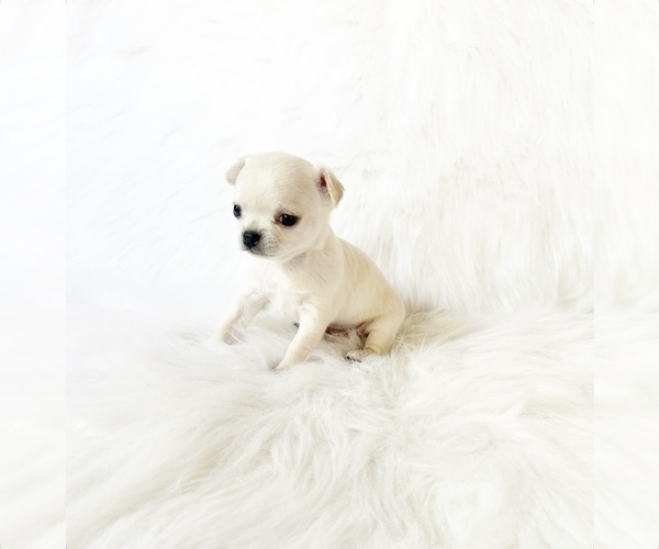 Medium Photo #1 Chihuahua Puppy For Sale in SACRAMENTO, CA, USA