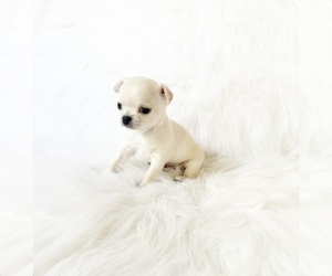 Chihuahua Puppy for sale in SACRAMENTO, CA, USA