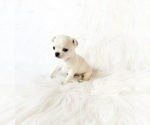 Image preview for Ad Listing. Nickname: Timmy