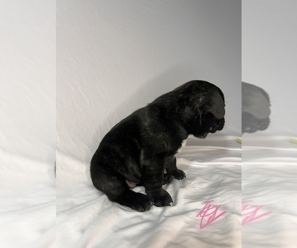 Medium Photo #6 French Bulldog Puppy For Sale in JOLIET, IL, USA