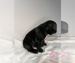 Litter of 5 - Female French BulldogLitter of Puppies for Sale - Photo #6