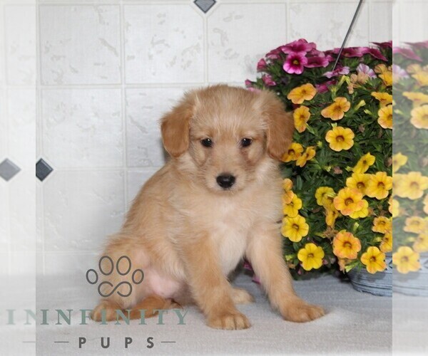 Medium Photo #4 Jack-A-Poo Puppy For Sale in KIRKWOOD, PA, USA