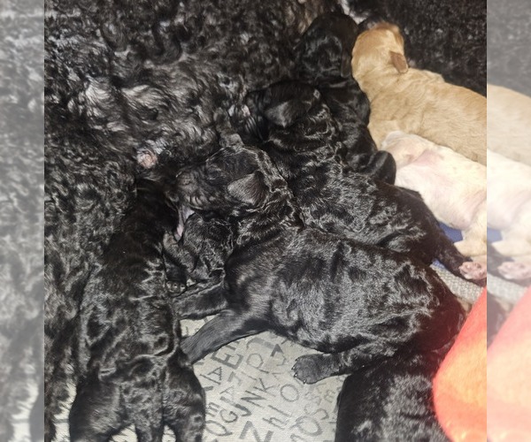 Medium Photo #5 Poodle (Standard) Puppy For Sale in MILWAUKEE, WI, USA