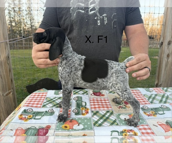 Medium Photo #2 German Shorthaired Pointer Puppy For Sale in ARGONNE, WI, USA