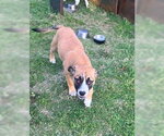Small #3 Australian Shepherd-Bulldog Mix