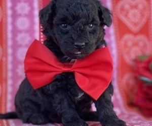 Poodle (Toy) Puppy for sale in LANCASTER, PA, USA