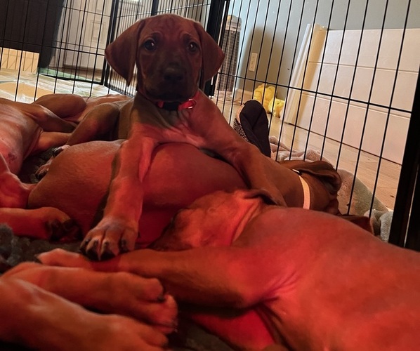 Medium Photo #14 Rhodesian Ridgeback Puppy For Sale in MURFREESBORO, TN, USA
