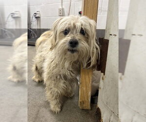 Lhasa-Poo Dogs for adoption in Forestville, MD, USA