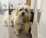 *DEBBIE - Female Lhasa-Poo Dog for Adoption - Small photo