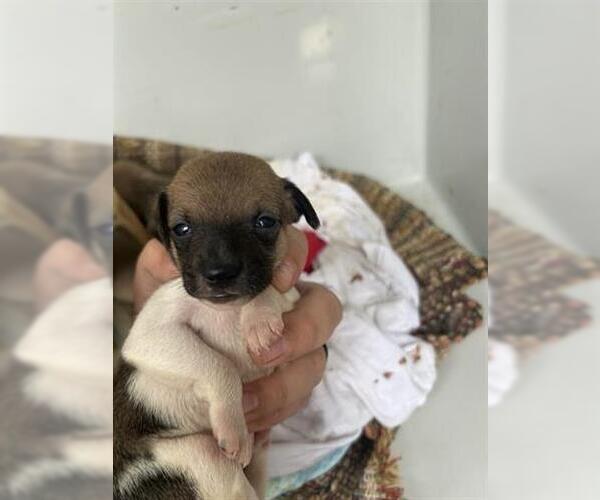 Medium Photo #1 Chihuahua-Unknown Mix Puppy For Sale in Houston, TX, USA