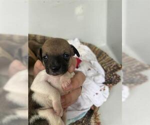 Chihuahua-Unknown Mix Dogs for adoption in Houston, TX, USA