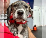 Small #3 Labrador Retriever Mix