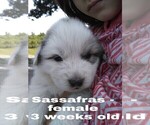 Small Photo #4 Great Pyrenees Puppy For Sale in HILLSVILLE, VA, USA