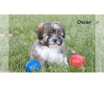 Small #2 Havanese