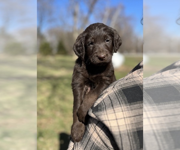 Medium Photo #1 Labradoodle Puppy For Sale in WELLSBURG, IA, USA