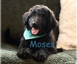 Puppy Moses Shepadoodle