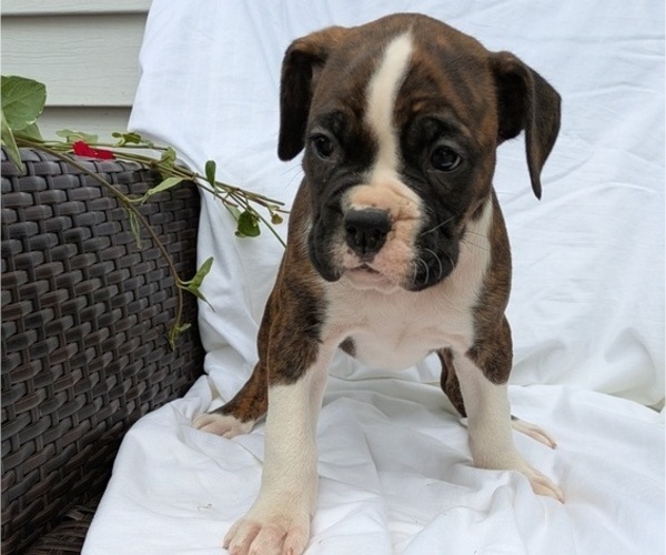 Medium Photo #6 Boxer Puppy For Sale in GOSHEN, IN, USA