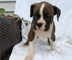 Small #5 Boxer