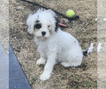 Small Cavalier King Charles Spaniel Mix