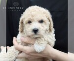 Small Photo #2 Bichpoo Puppy For Sale in BIRD IN HAND, PA, USA
