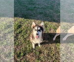 Small #3 Siberian Husky Mix