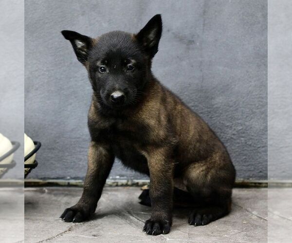 Medium Photo #3 Belgian Malinois Puppy For Sale in RONKS, PA, USA