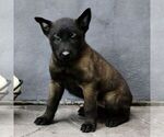 Ruby - Female Belgian Malinois Puppy for Sale - Photo #3