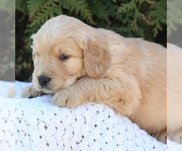 Medium Photo #2 Goldendoodle Puppy For Sale in NEW ENTERPRISE, PA, USA