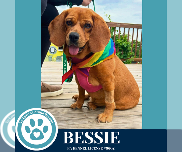 Medium Photo #5 Doxle Puppy For Sale in Kimberton, PA, USA