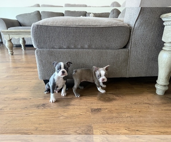 Medium Photo #6 Boston Terrier Puppy For Sale in OROVILLE, CA, USA