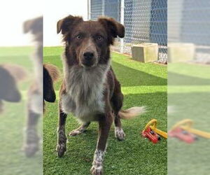 Colonial Cocker Spaniel-Unknown Mix Dogs for adoption in Elmsford, NY, USA