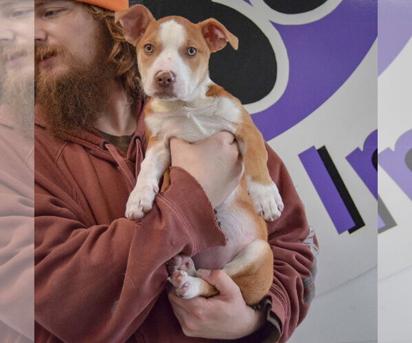 Medium Photo #12 American Staffordshire Terrier-Boxer Mix Puppy For Sale in Huntley, IL, USA