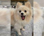 Small Pomeranian