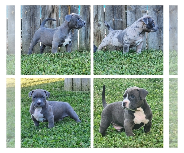 Medium Photo #11 American Bully Puppy For Sale in NOBLESVILLE, IN, USA