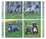 Small #10 American Bully