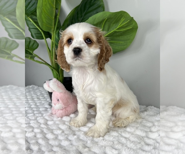 Medium Photo #3 Cocker Spaniel Puppy For Sale in FRANKLIN, IN, USA