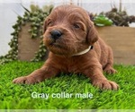 Small #4 Goldendoodle (Miniature)