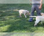 Small Photo #4 Labrador Retriever Puppy For Sale in SEARS, MI, USA