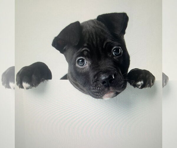 Medium Photo #5 Labrador Retriever-Unknown Mix Puppy For Sale in Tampa, FL, USA