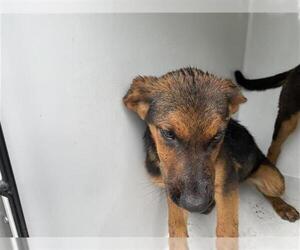 German Shepherd Dog-Unknown Mix Dogs for adoption in Houston, TX, USA